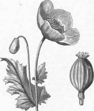 Common Poppy (Papaver somniferum).