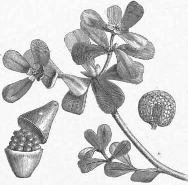Common Purslane (Portulaca oleracea).
