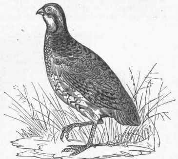 Common Quail (Ortyx Virginianus).