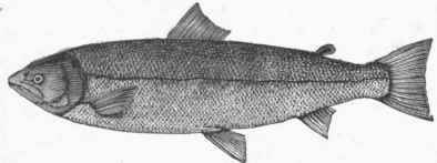 Common Salmon (Salmo salar).