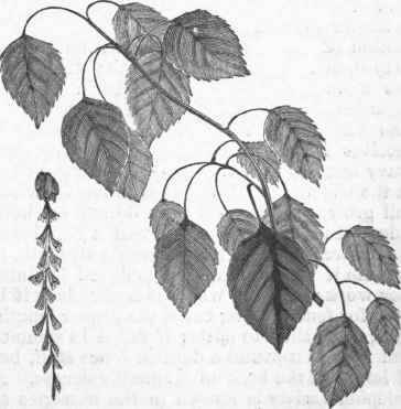Cottonwood (Populus monilifera).