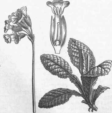 Cowslip (Primula veris, var. b).