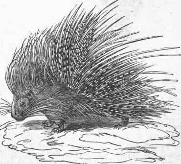 Crested Porcupine (Hystrix cristata).