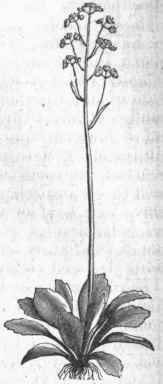 Early Saxifrage (Saxifraga Virginiensis).