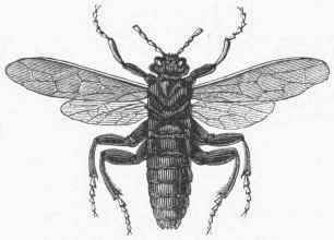 Elm Saw Fly (Cimbex ulmi).