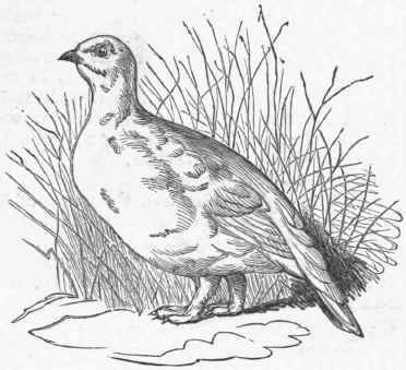 European Ptarmigan (Lagopus mutus)   winter plumage.