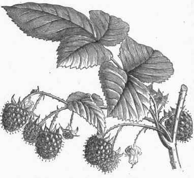 European Raspberry (Rubus Idaeus).