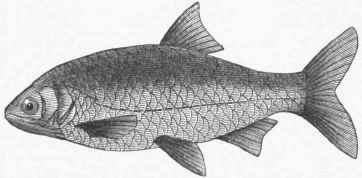 European Roach (Leuciscus rutilus).