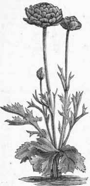 Garden Ranunculus (Ranunculus Asiaticus).