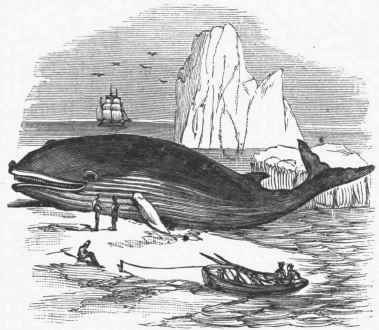 Great Northern Rorqual (Balaenoptera boöps).