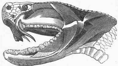 Head of Rattlesnake, showing Poison Fangs.