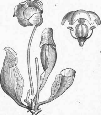 Northern Pitcher Plant (Sarracenia purpurea).