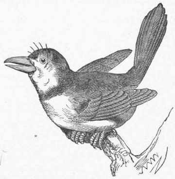 Pied Puff Bird (Bucco macrorhynchus).