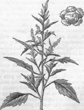 Pigweed (Chenopodium album).