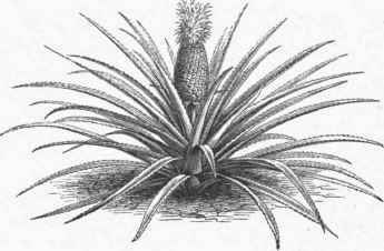 Pineapple (Ananassa sativa).