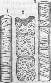 Plant 1300568