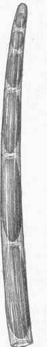 Plant of Elongated Colls, placed end to end (magnified).