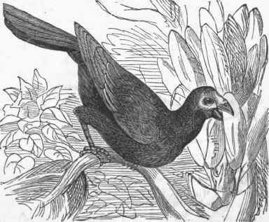 Plantain Eater (Turacus purpureus).