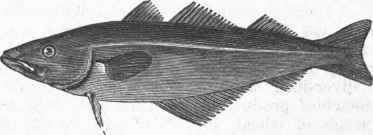 Pollack (Merlangus purpureus).