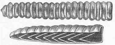 Rattle and Section of Rattle.