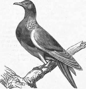 Ring Pigeon (Columba palumbus).