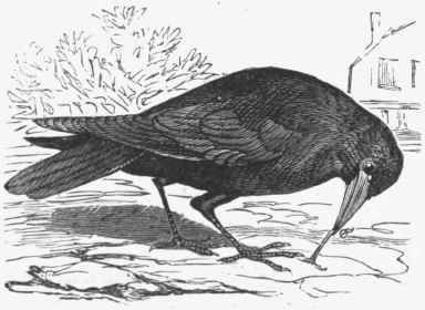 Rook (Corvus frugilegus).