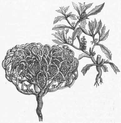 Rose of Jericho (Anastatica hierochuntina). The Dead Plant and a Leafy Branch.