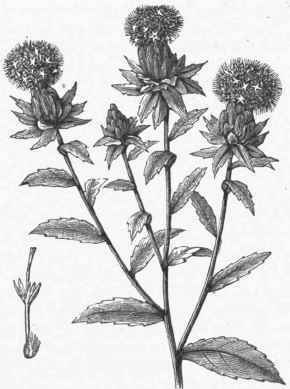 Safflower (Carthamus tinctorius).