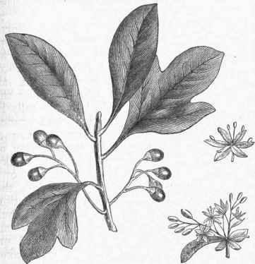 Sassafras officinale   Leaves, Flowers, and Fruit.