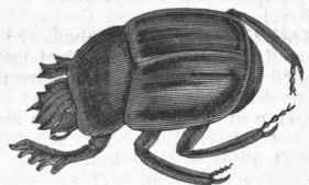 Scarabaeus (Ateuchus AEgyptiorum).