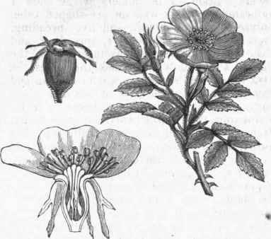 Sweetbrier Rose (Section of Flower and the Fruit).