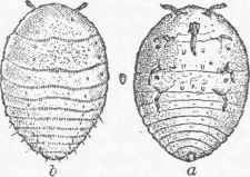 Type Gallicola.