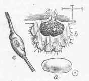 Type Gallicola.