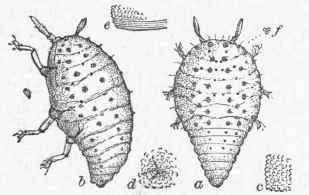 Type Kadicicola.