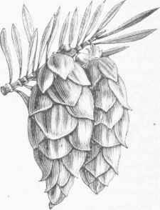 Black Spruce (Abies nigra).