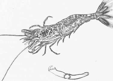 Common Shrimp (Crangon vulgaris).