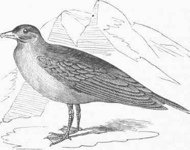Common Skua (Stercorarius catarractes).