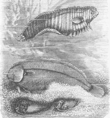 Common Sole (Solea vulgaris).