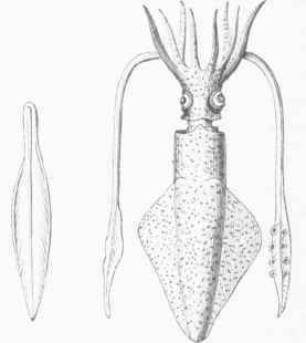 Common Squid of Great Britain (Loligo vulgaris).