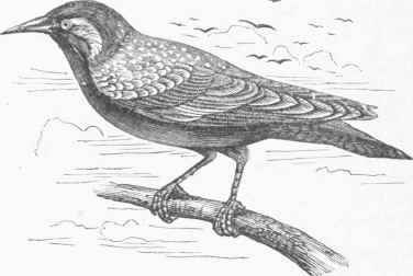 Common Starling (Sturnus vulgaris).
