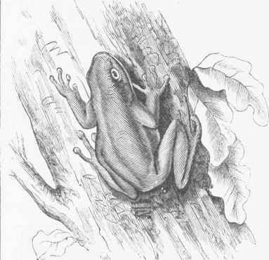 Common Tree Frog (Hyla versicolor).