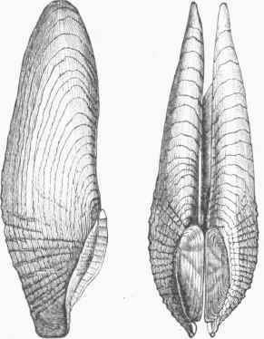Date Shell (Pholas dactylus).