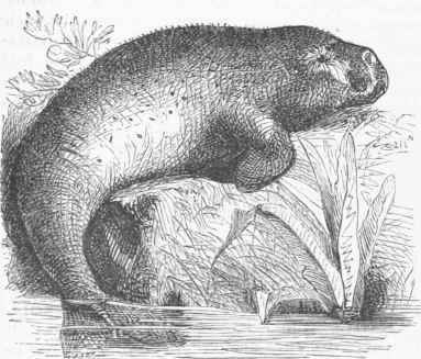 Dugong.