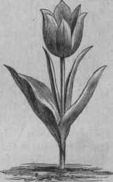 Early Tulip, Due Van Thol.