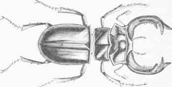 European Stag Beetle (Lucanus cervus).
