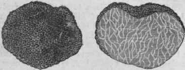 French Truffle (Tuber melanosporum).