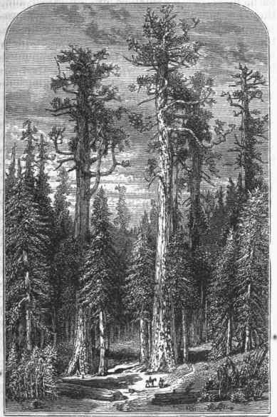 Group of Mammoth Trees.