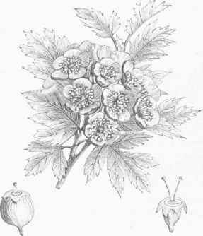 Hawthorn (Crataegus oxyaeantha).