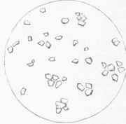 Rice Starch, magnified 300 diameters.