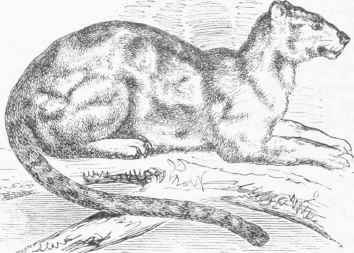 Rimau dahan (Felis macrocelis).